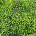 Festuca arundinacea 'Rebel V BT' Seeds, 200g