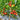 47 Dwarf Johnson's Cherry Tomato, 5 Seeds