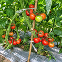 47 Dwarf Johnson's Cherry Tomato, 5 Seeds
