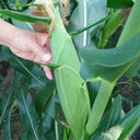 NK718 Corn Maize Hybrid, 200 Seeds