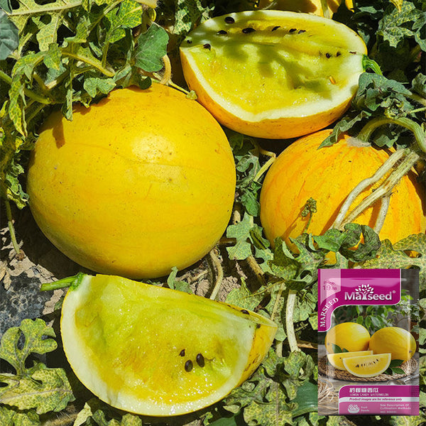 Lemon Candy Watermelon, 5~10 Seeds