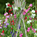 Tall Sweet Pea, Mixed