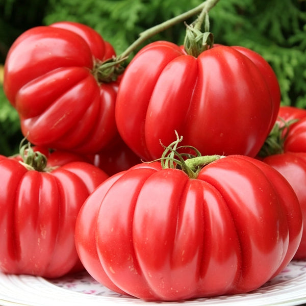 621 Morskaya Zvezda Red Tomato, 5 Seeds