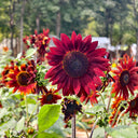 HEL27 Cherry Red Sunflower, 100 Seeds