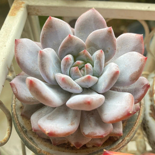 Echeveria cv. 'Starlight Orange', 3pcs x 1-head