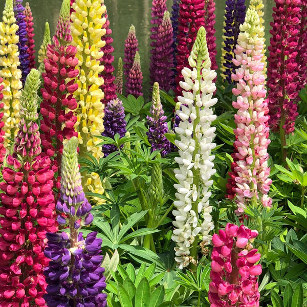 Mixed Color Lupine, 1g