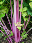 Pink Celery