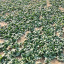 'Mobao 018' Prostrate Spinach Seeds, 20g