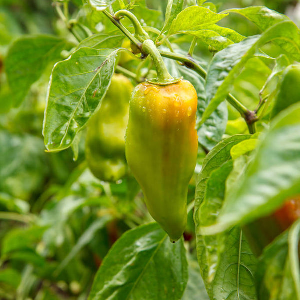 'Avalon Variegated F6' Pepper Seeds, 5 Seeds