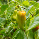 'Avalon Variegated F6' Pepper Seeds, 5 Seeds