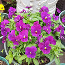 Hezhichun Pansy 'Ziyan', 30 Seeds