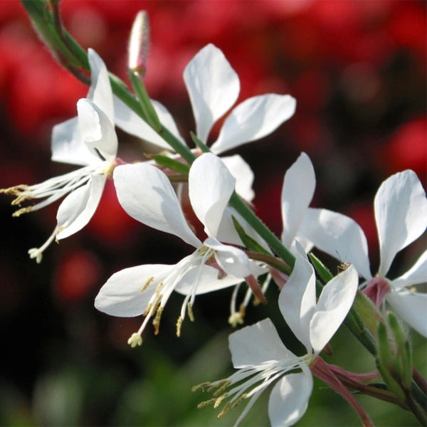 White Gaura Seeds, 100 Seeds