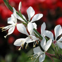 White Gaura Seeds, 100 Seeds