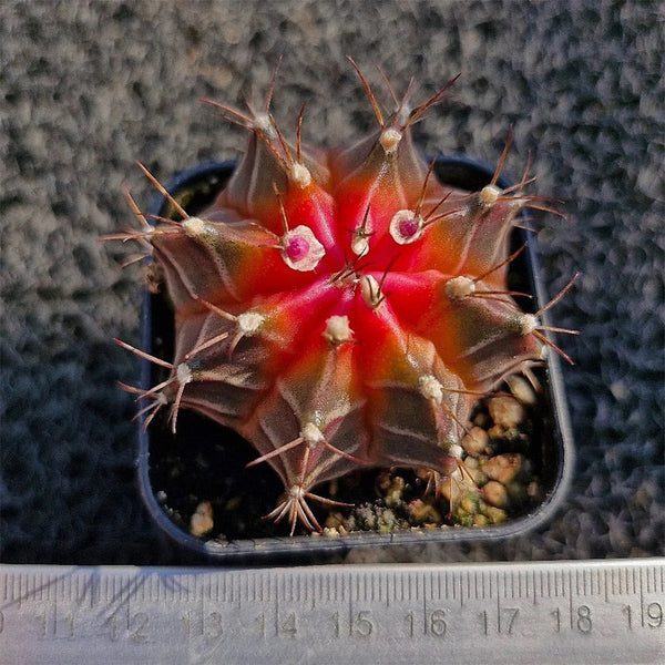 Gymnocalycium mihanovichii 'Red Variegata', 3-4cm