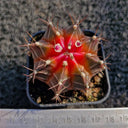 Gymnocalycium mihanovichii 'Red Variegata', 3-4cm