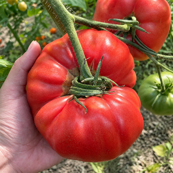 U2614 Giant Pink Beefsteak Tomato, 10 Seeds