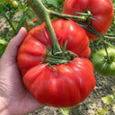 U2614 Giant Pink Beefsteak Tomato, 10 Seeds