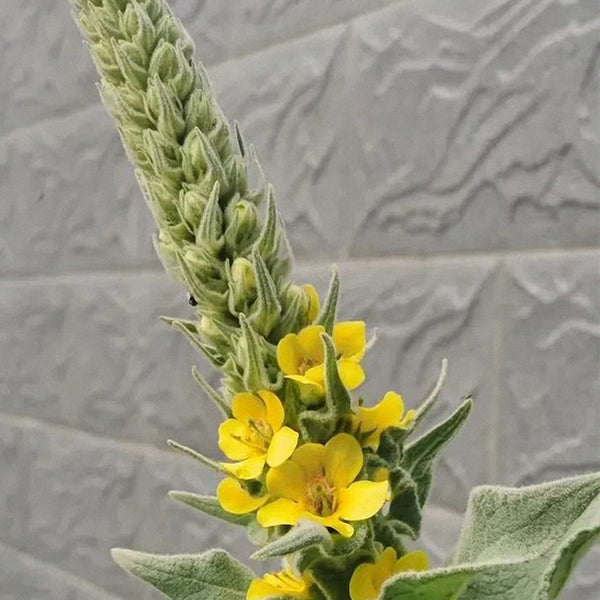 Mullein Seeds, 200 Seeds