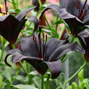 Lilium 'Black Knight', 12/14cm Circumference, 2 Bulbs