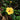 Pale Yellow Hibiscus, 20 Seeds