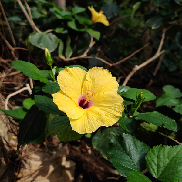 Pale Yellow Hibiscus, 20 Seeds