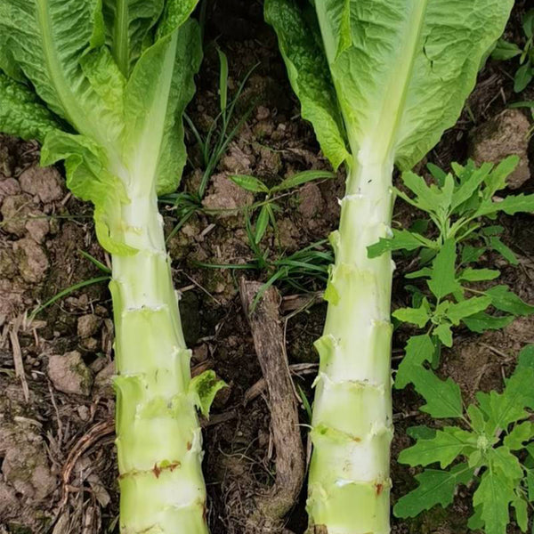 'Bimei' Stem Lettuce Seeds, 10g