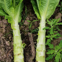 'Bimei' Stem Lettuce Seeds, 10g
