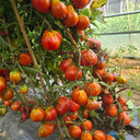 923 Japanese Purple Truffle Tomato, 5 Seeds