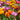 Mixed Colour California Poppy Seeds, 1g