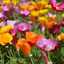 Mixed Colour California Poppy Seeds, 1g