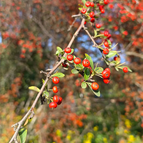 Red Firethorn, 100 Seeds