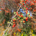 Red Firethorn, 100 Seeds