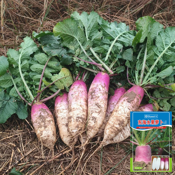 East Sea Fruit Radish Seeds, 5g