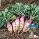 East Sea Fruit Radish Seeds, 5g