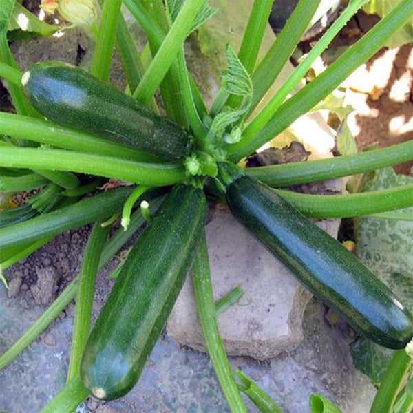 'Black Empress' Zucchini Seeds, 10 Seeds