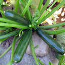 'Black Empress' Zucchini Seeds, 10 Seeds