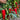 Premium Spicy Red Pickled Pepper Seeds, 0.5g