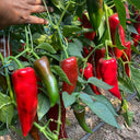 Premium Spicy Red Pickled Pepper Seeds, 0.5g