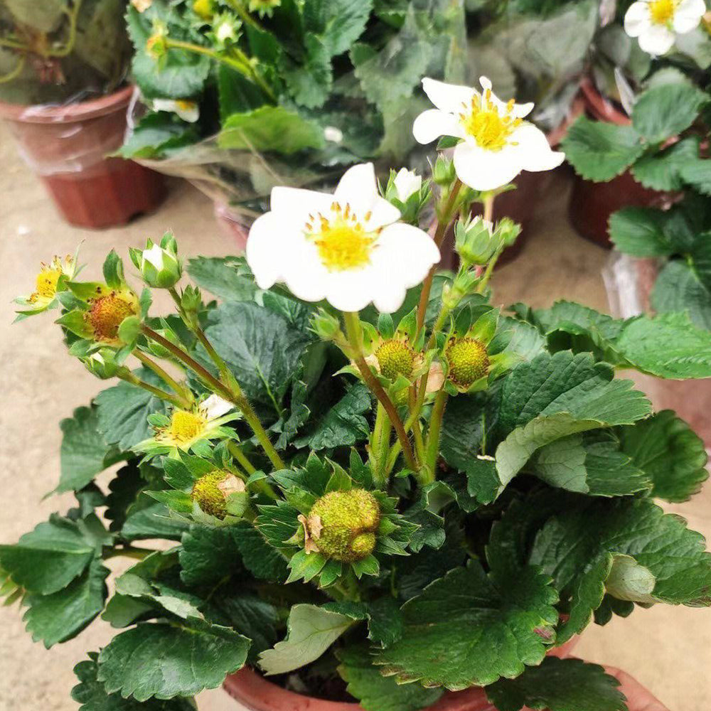 'Medelet' Red Strawberry Seeds