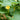 Yellow Little Cow Morning Glory, 10 Seeds