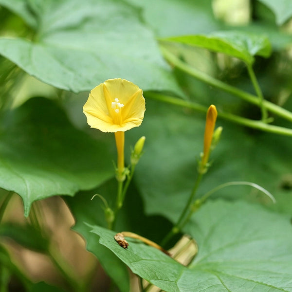 Yellow Little Cow Morning Glory, 10 Seeds