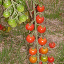 744 Lady Erin Sweet Pie Tomato, 5 Seeds