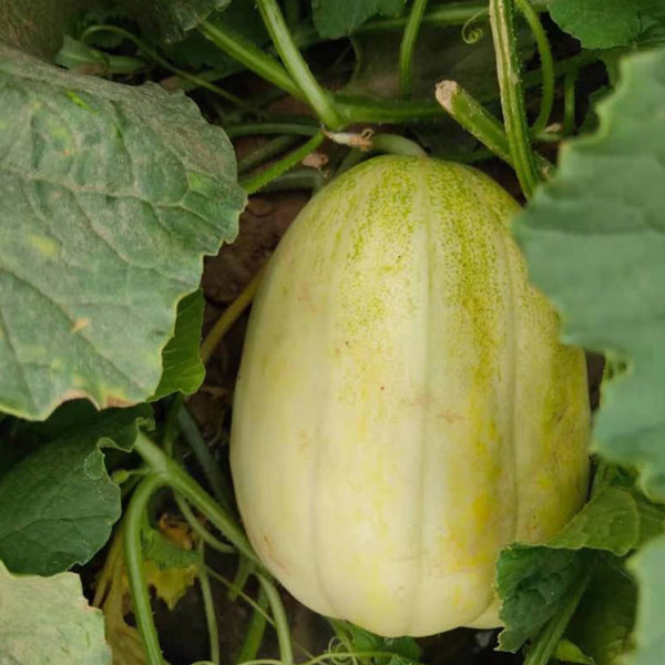 Tianfei Sweet Melon Seeds, 2g