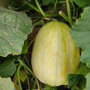 Tianfei Sweet Melon Seeds, 2g