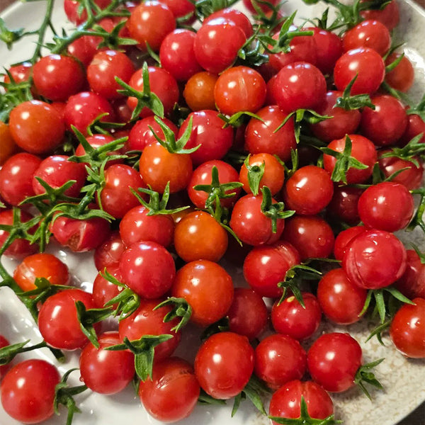 Sweet Aperitif Tomato, 5 Seeds