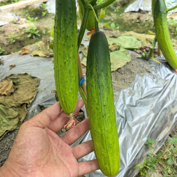 'Supreme' Long Drought Cucumber Seeds, 10g