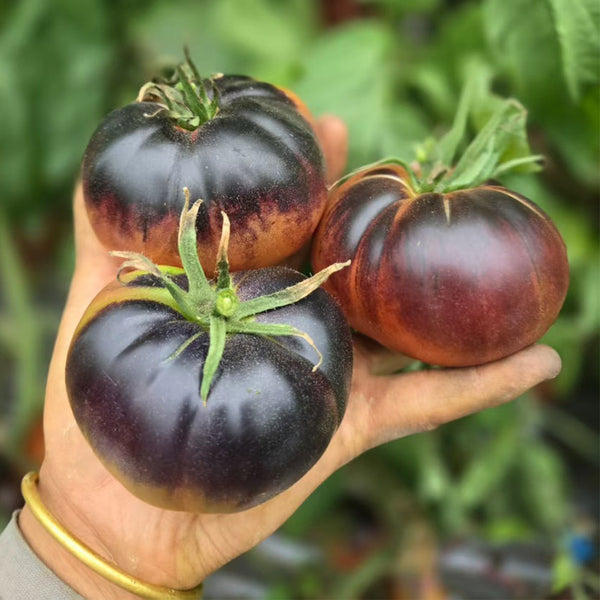 731 Lacadero Tomato, 5 Seeds