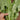 All-Season Youmai Cai Seeds, 10g