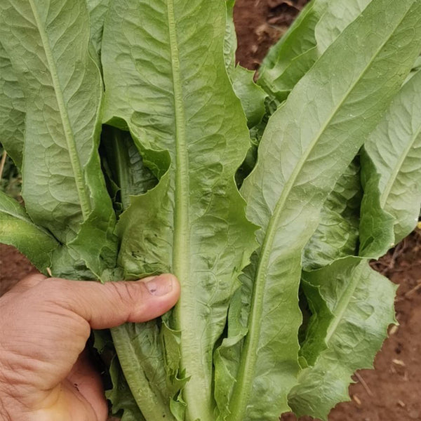 All-Season Youmai Cai Seeds, 10g