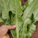 All-Season Youmai Cai Seeds, 10g